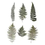 6Pcs Plant PET Adhesive Waterproof Stickers