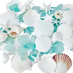Resin & Natural Shell Display Decoration