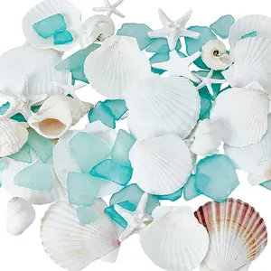 Resin & Natural Shell Display Decoration
