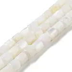 Natural Freshwater Shell Beads Strands