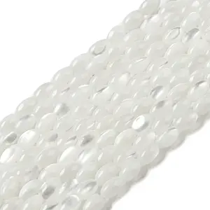 Natural Trochus Shell Beads Strands