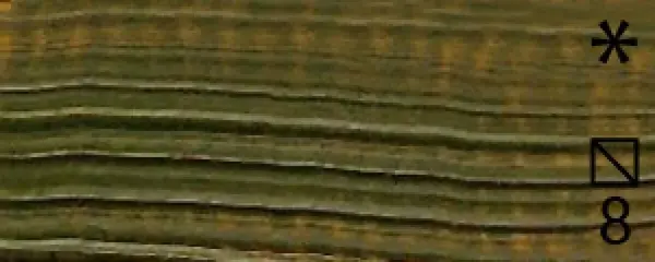 Olejová barva Renesans 60ml – 71 Zeleň listová