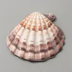 Natural Shell Display Decoration