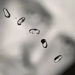 Peter Gabriel – Up CD