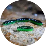 Redbass gumová nástraha trout grub black/green - 3x25 mm