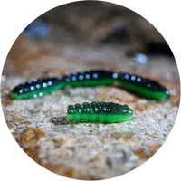 Redbass gumová nástraha trout grub black/green - 3x25 mm