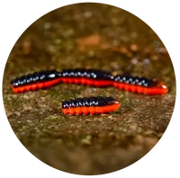 Redbass gumová nástraha trout grub black/signal orange uv color - 3x25 mm