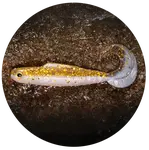 Redbass gumová nástraha twister kixter gold/silver gt - xs 45 mm