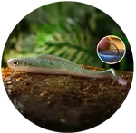 Redbass gumová nástraha ripper kicker ghost natur -xx 155 mm 23 g