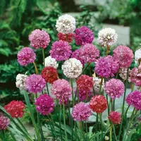 Trávnička prímorská zmes