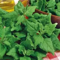 Špenát novozélandský