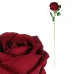 RŮŽE 52 cm