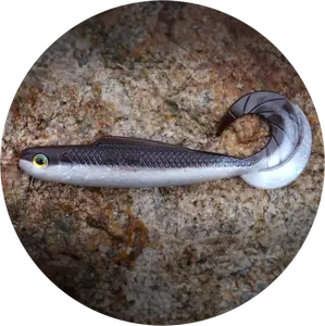 Redbass gumová nástraha twister kixter brown/silver - s 70 mm