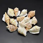 Natural Conch Shell Beads