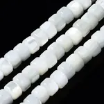Natural Trochid Shell/Trochus Shell Beads Strands