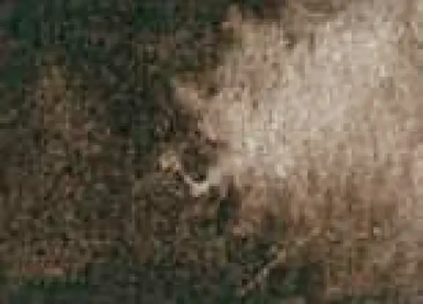 Akvarelová barva DS 5ml – 097 Raw Umber