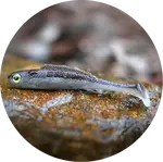 Redbass gumová nástraha ripper kicker brown/silver - s 70 mm