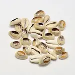 Natural Conch Shell Beads