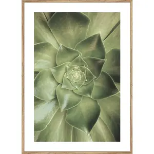 Monee TIŠTĚNÉ OBRAZY NA PLÁTNĚ, rostliny, 51,2/71,2 cm