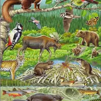 Puzzle MAXI - Zvířátka v lese/45 dílků