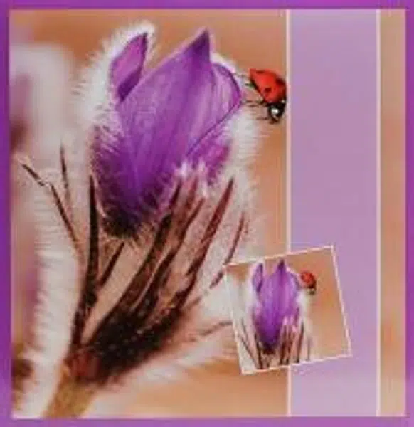 Fotoalbum 500 Krokus s beruškou