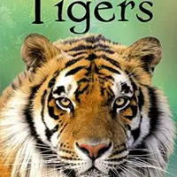 Beginners Tigers - James Maclaine