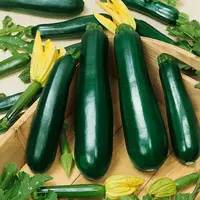 Cuketa zelená Terminátor F1