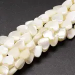 Natural Trochid Shell/Trochus Shell Beads Strands