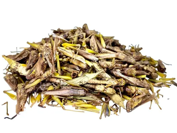 LK Baits Pet Sušené Kobylky 50g