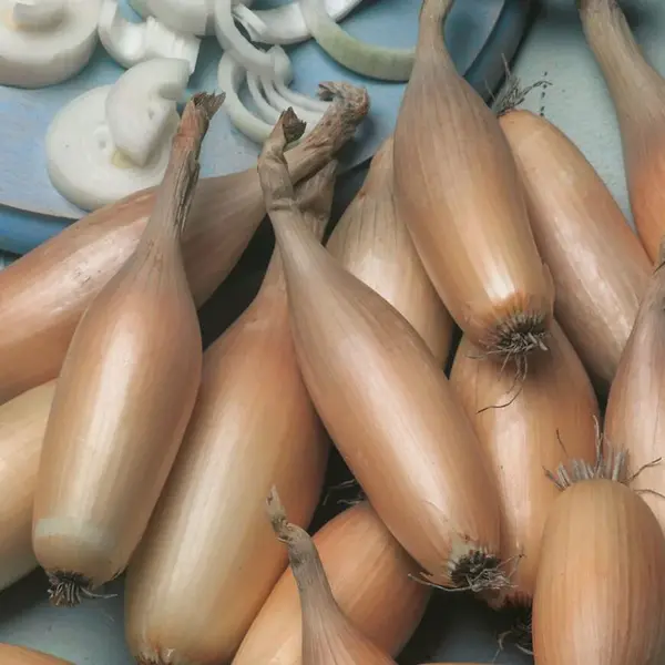 Cibuľa jarná Tosca