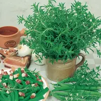 Saturejka záhradná