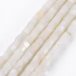 Natural Freshwater Shell Beads Strands