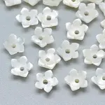 Natural White Shell Beads