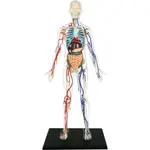 Anatomie člověka - Transparentní tělo 15,5 cm