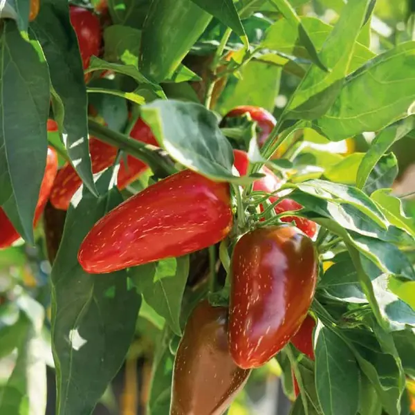 Chilli Paprika Jalapeno (red)