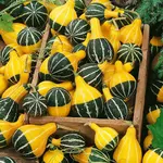 Dekoratívne tekvice Pear Bicolor