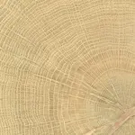 Dlažba Emil W-Circles oak 10x10 cm mat 00ENJD68