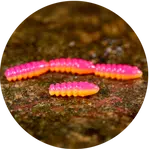 Redbass gumová nástraha trout grub tutti frutti uv color - 3x16 mm
