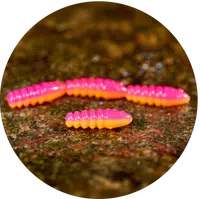 Redbass gumová nástraha trout grub tutti frutti uv color - 3x16 mm