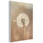 MuchoWow AKUSTICKÝ obraz Pampeliška - Béžová - Příroda - Květina 70x100 cm