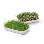 Súprava na pestovanie microgreens SENSE