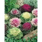 GardenSeed Premium Semienka Okrasný kel zmes