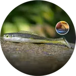 Redbass gumová nástraha ripper kicker olive/silver - l 100 mm