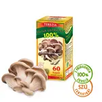 Terezia Hlíva ústřičná Cps.60