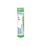 Boiron HAMAMELIS VIRGINIANA CH5 granule 4 g