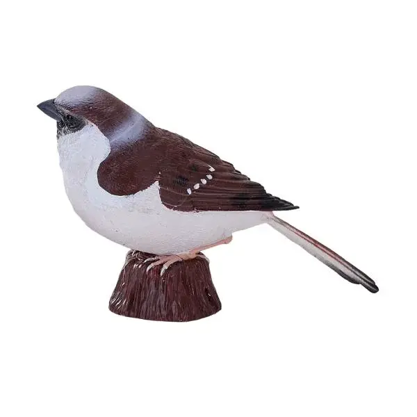 Můj Vrabec domácí