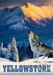 Yellowstonský vlk - puzzle z kategorie Zvířata