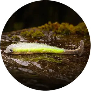 Redbass gumová nástraha ripper swimmer slim gold fish uv - s 70 mm