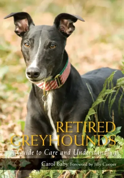 Retired Greyhounds - Carol Baby