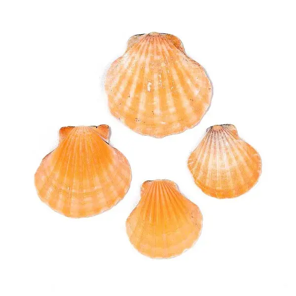 Natural Scallop Shell Beads